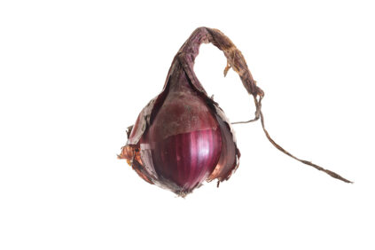 Allium cepa red onion bulb fine-art photo Bianchini