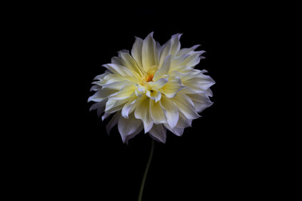 Dahlia I photo Bianchini LK