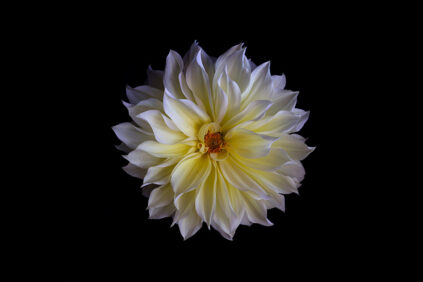 Dahlia II photo Bianchini LK 2