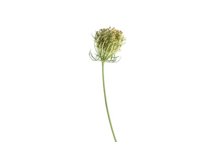 Daucus carota, Wild carrot umbel II Bianchini botanical photography WB