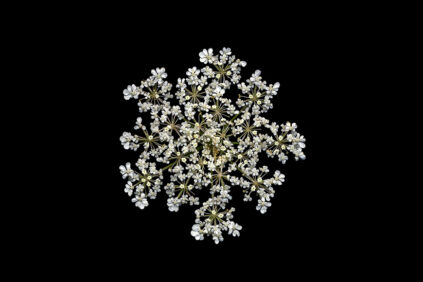 Daucus carota photo Bianchini low-key