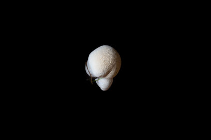 Lycoperdon perlatum, common puffball mushroom photo Bianchini LK