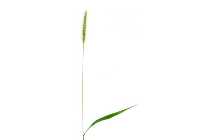 Setaria pumila photo Riccardo Bianchini white backround