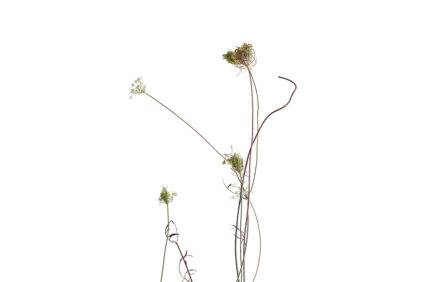 Wild carrot plant Bianchini botanical photography WB